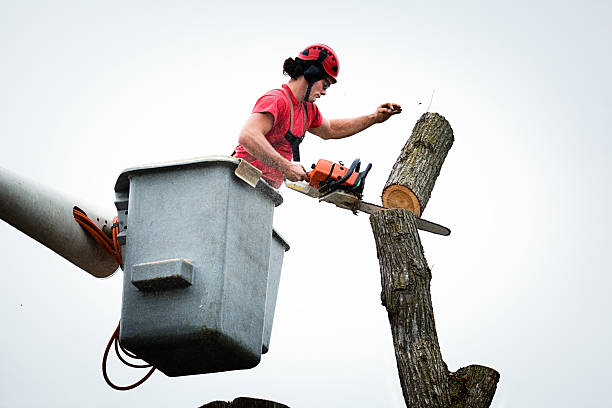 Reliable Big Sky, MT Tree Services Solutions